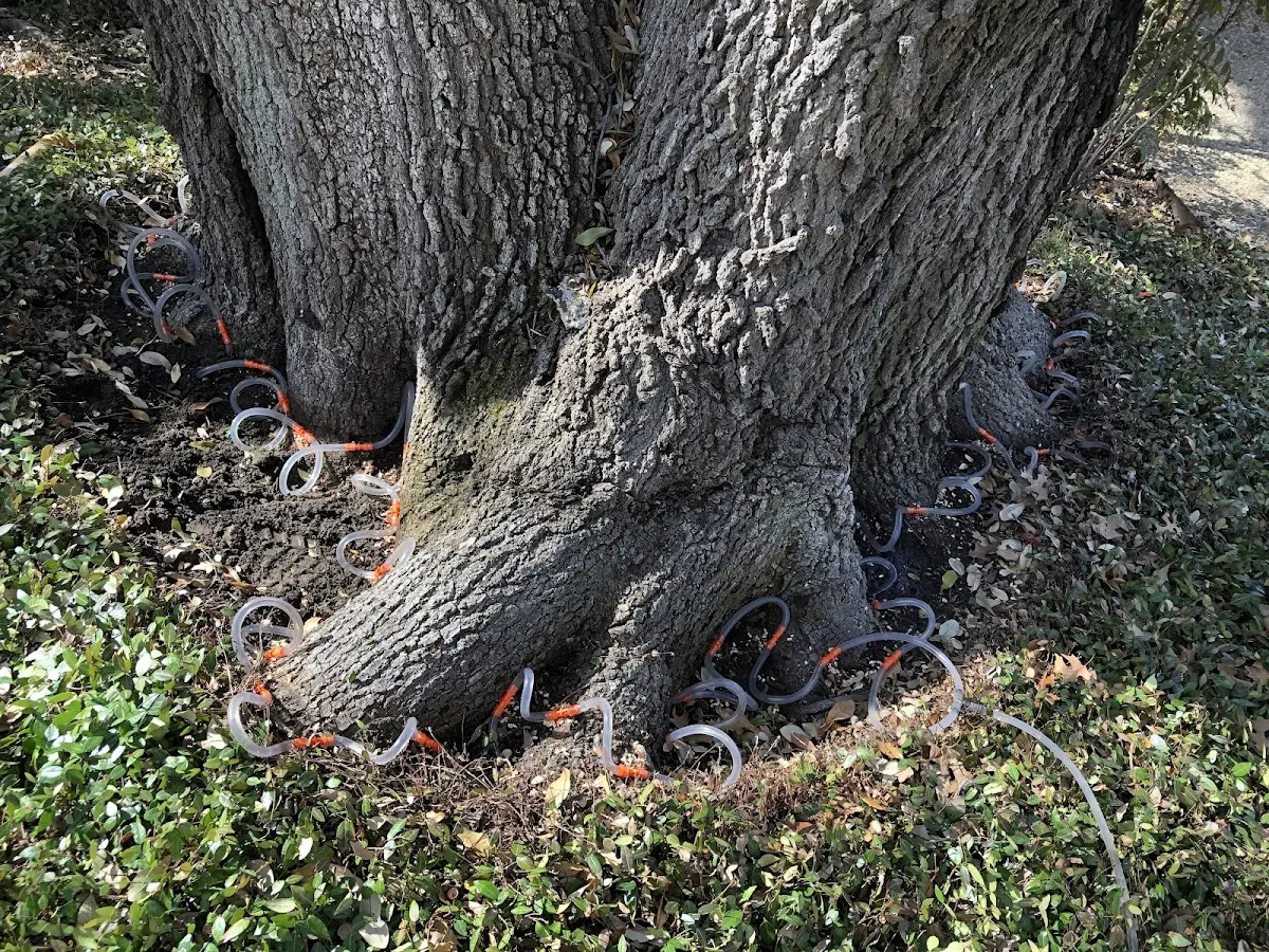 Detailed Tree Cabling and Bracing job site in Burkett