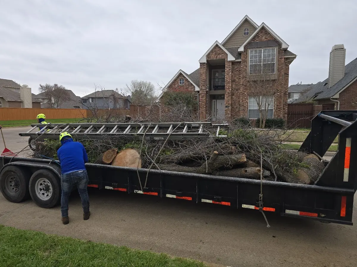 Expert Tree Pest Control with proper safety equipment in Burkett